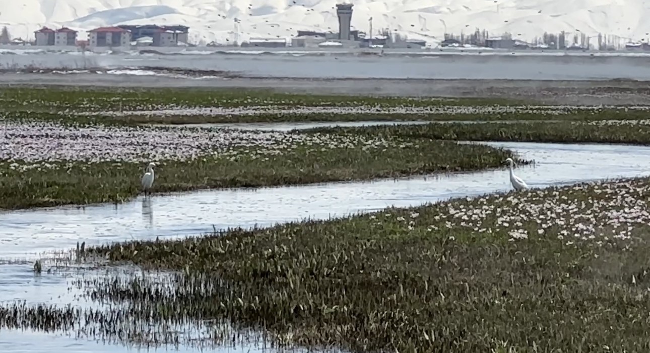 Yüksekova’da küçük akbalıkçıllar görüntülendi

