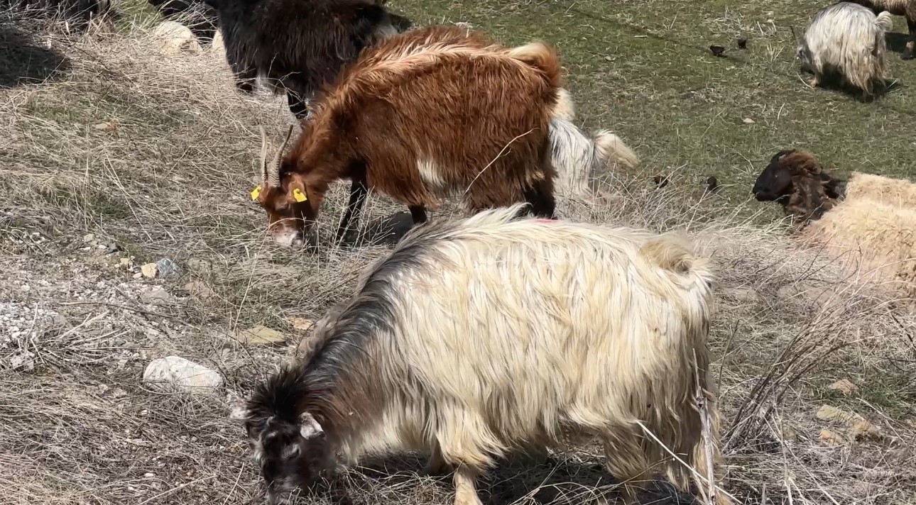 Yüksekova’da küçükbaş hayvanlar meraya çıktı
