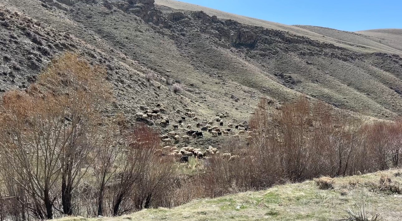 Yüksekova’da küçükbaş hayvanlar meraya çıktı
