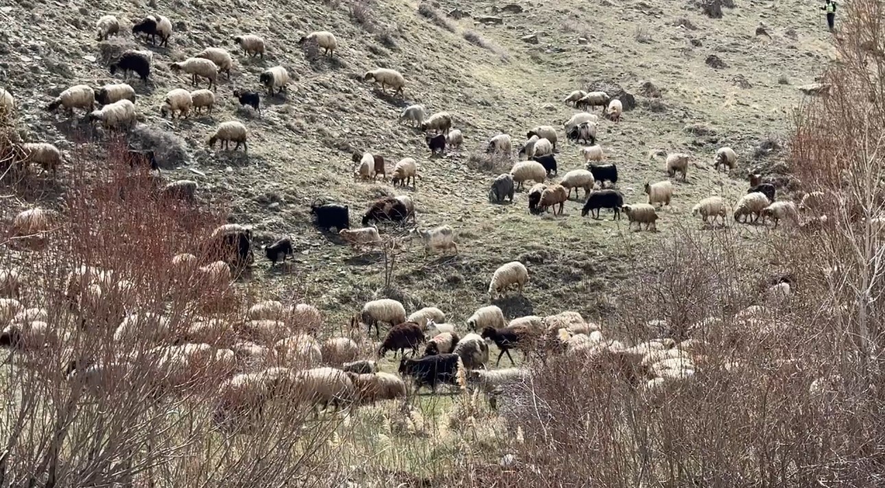 Yüksekova’da küçükbaş hayvanlar meraya çıktı
