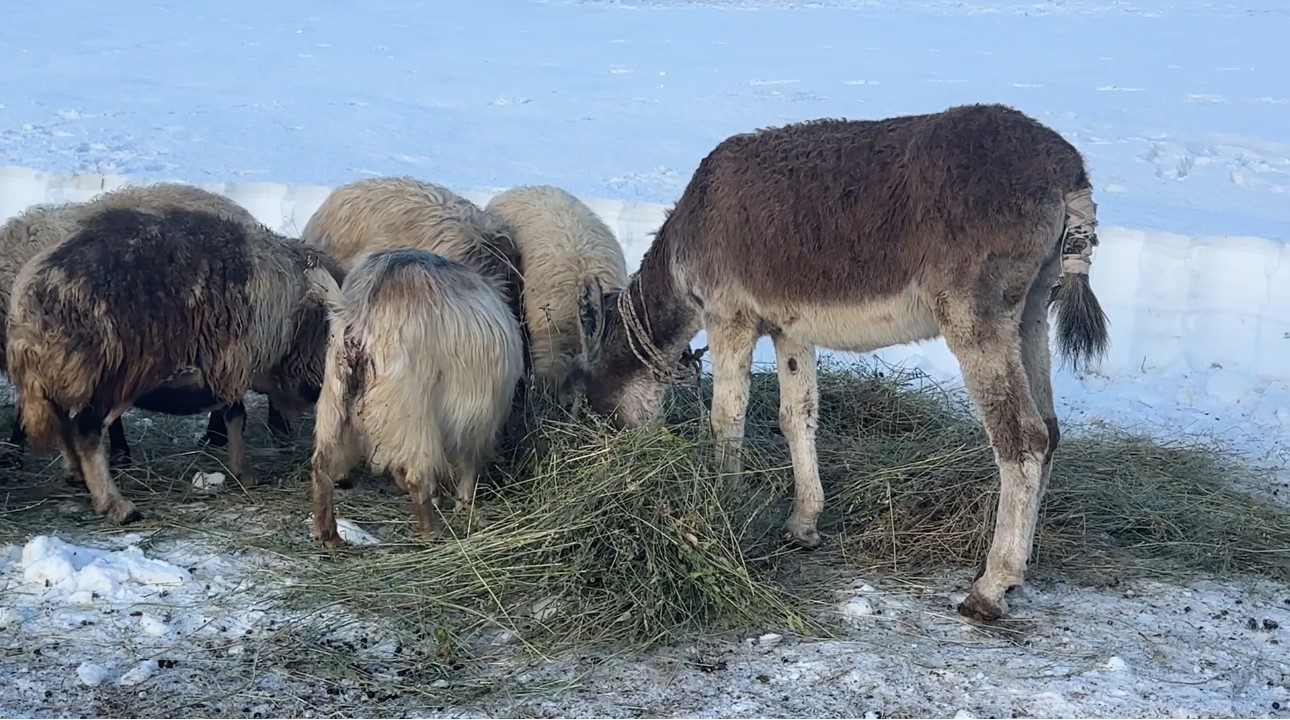 Yüksekova’da kuduz vakası
