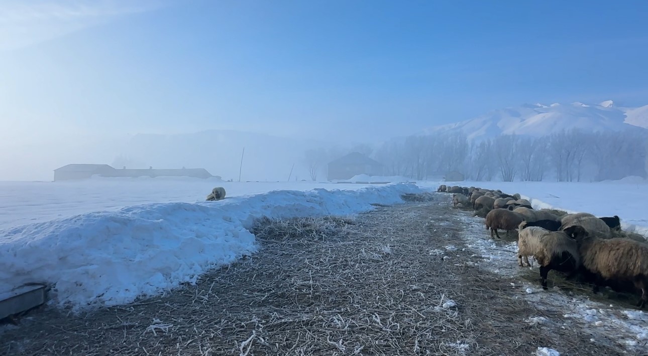 Yüksekova’da kuduz vakası
