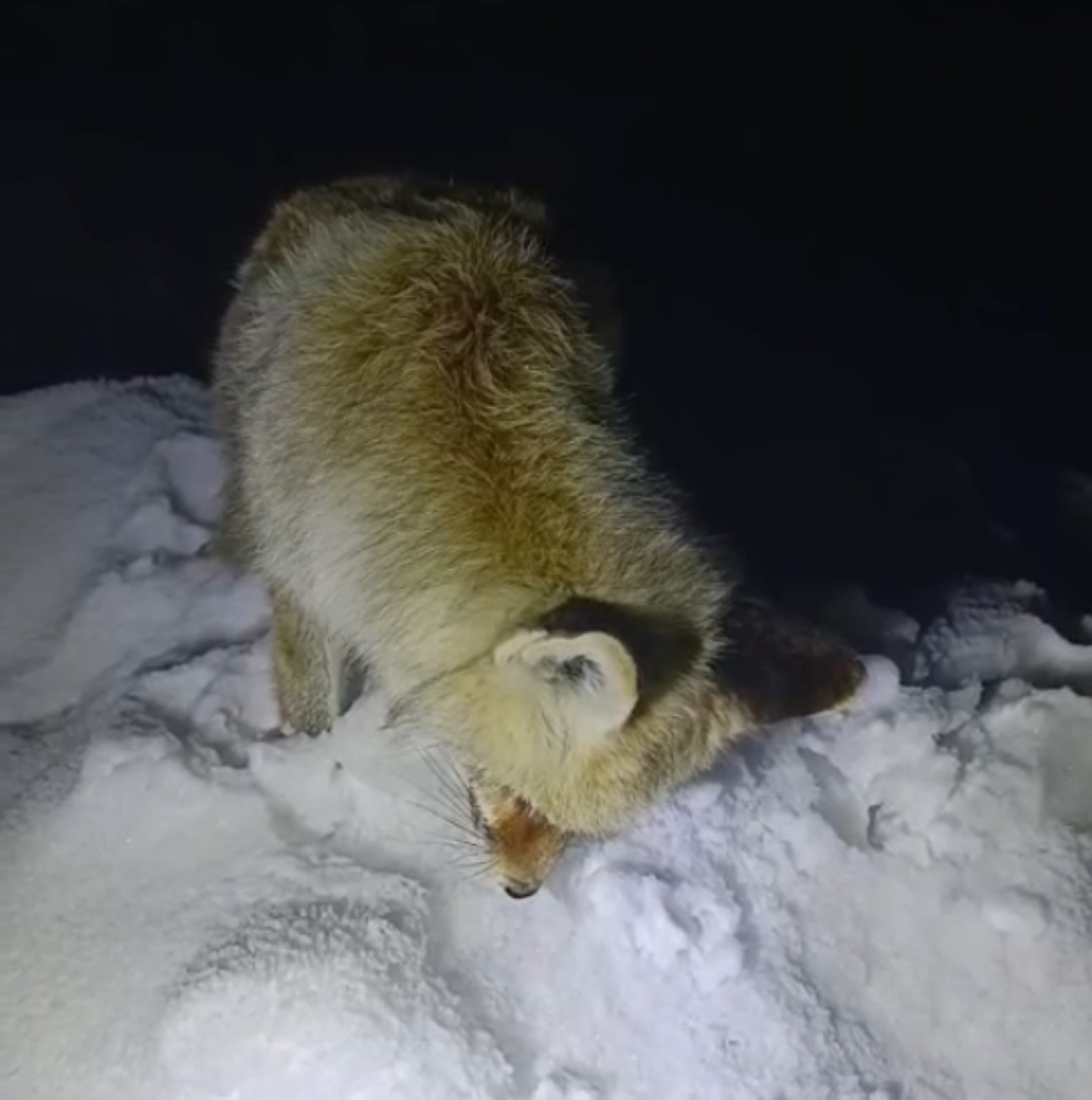 Yüksekova’da Sibirya soğukları: Tilki ayakta dondu
