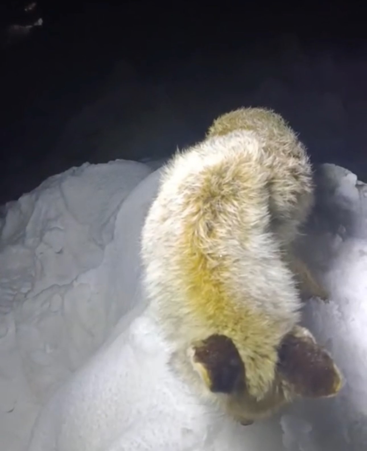 Yüksekova’da Sibirya soğukları: Tilki ayakta dondu
