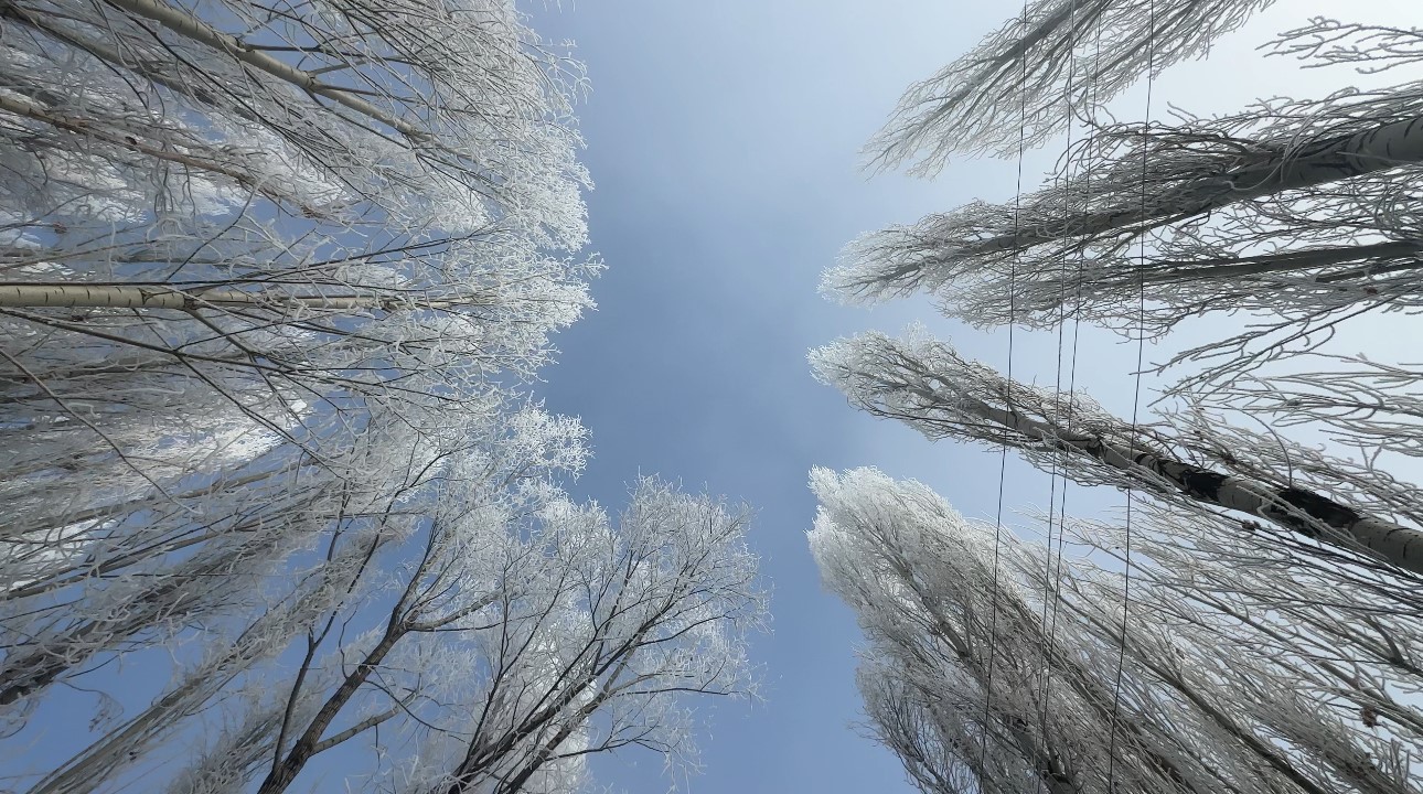 Yüksekova’da sisle birleşen kırağı ağaçları sanat eserine dönüştürdü
Yüksekova’da sisle birleşen kırağı ağaçları sanat eserine dönüştürdü