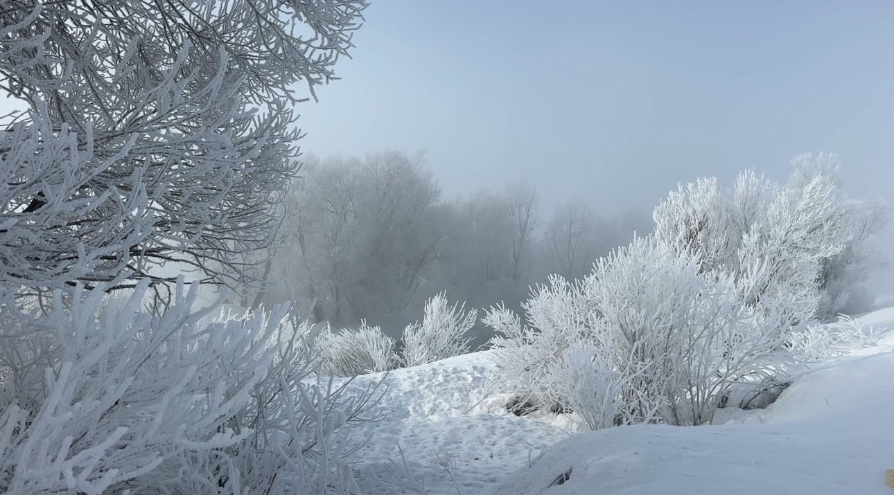 Yüksekova’da sisle birleşen kırağı ağaçları sanat eserine dönüştürdü
Yüksekova’da sisle birleşen kırağı ağaçları sanat eserine dönüştürdü