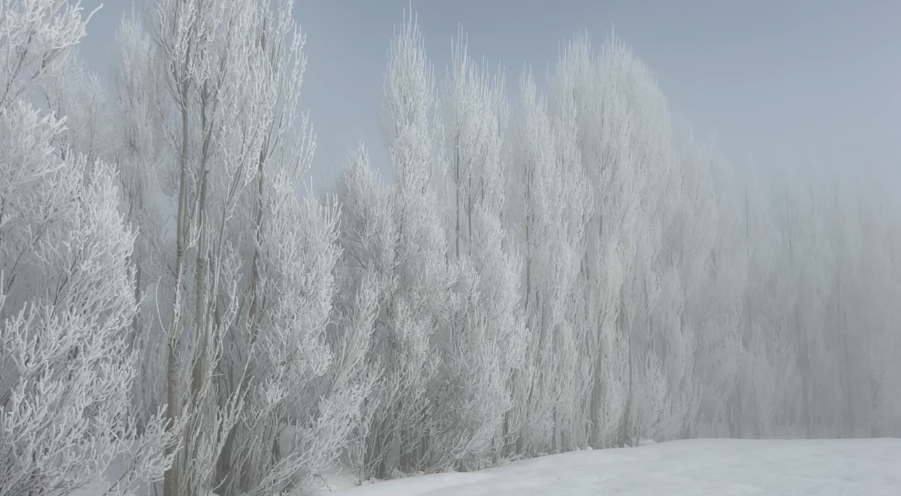 Yüksekova’da sisle birleşen kırağı ağaçları sanat eserine dönüştürdü
Yüksekova’da sisle birleşen kırağı ağaçları sanat eserine dönüştürdü