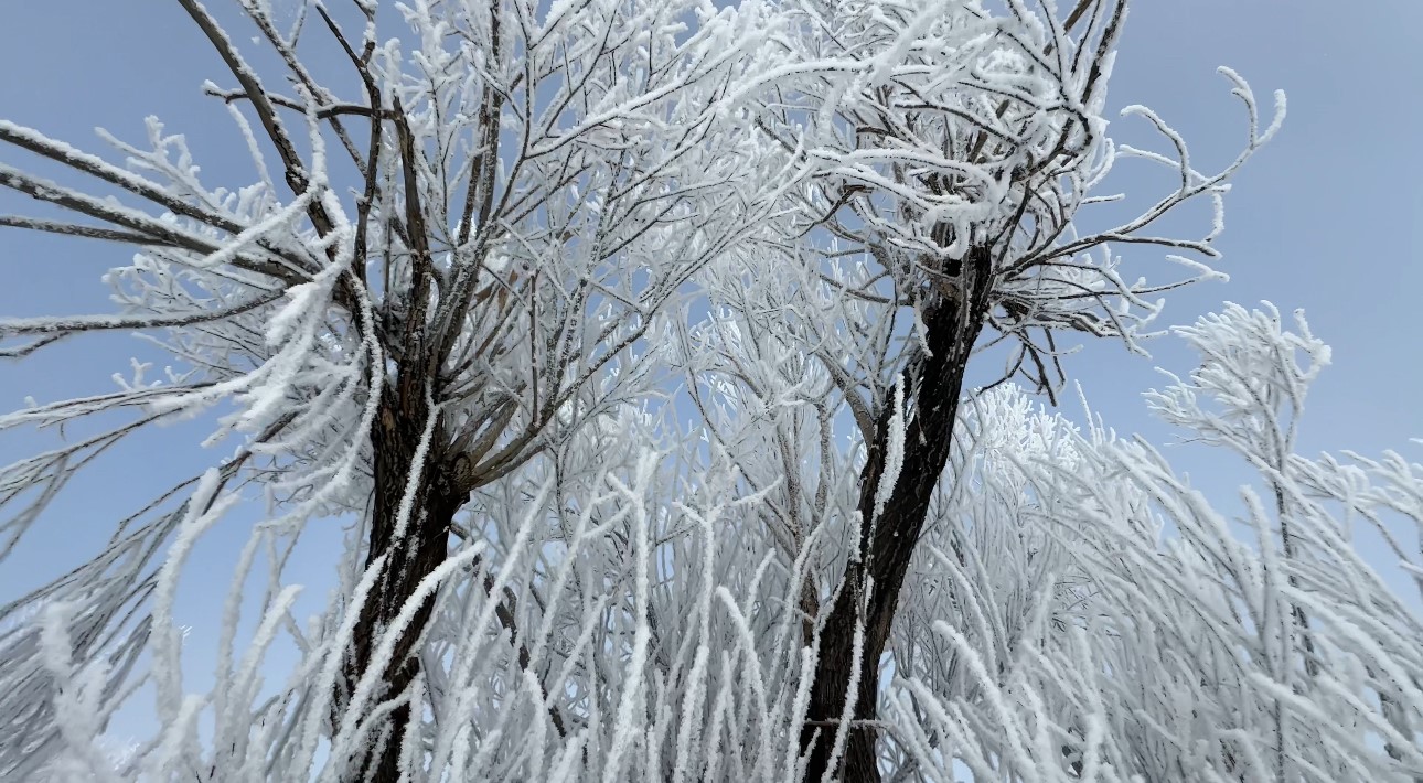 Yüksekova’da sisle birleşen kırağı ağaçları sanat eserine dönüştürdü
Yüksekova’da sisle birleşen kırağı ağaçları sanat eserine dönüştürdü
