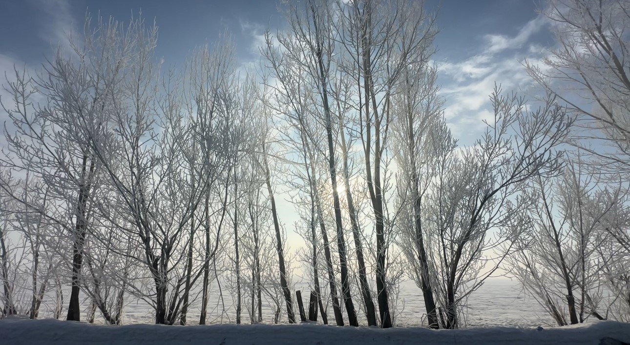 Yüksekova’da sisle birleşen kırağı ağaçları sanat eserine dönüştürdü
Yüksekova’da sisle birleşen kırağı ağaçları sanat eserine dönüştürdü