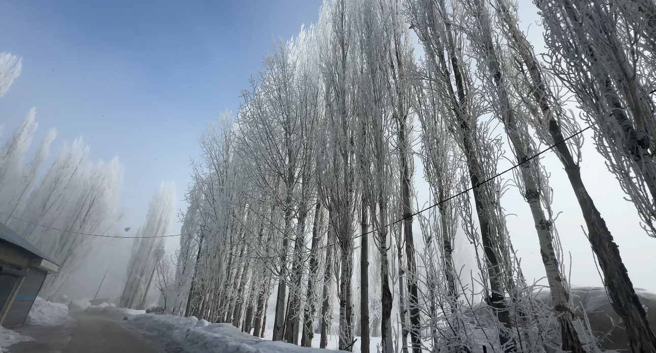 Yüksekova’da sisle birleşen kırağı ağaçları sanat eserine dönüştürdü
Yüksekova’da sisle birleşen kırağı ağaçları sanat eserine dönüştürdü