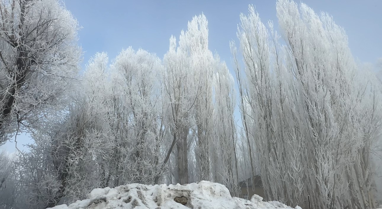 Yüksekova’da sisle birleşen kırağı ağaçları sanat eserine dönüştürdü
Yüksekova’da sisle birleşen kırağı ağaçları sanat eserine dönüştürdü