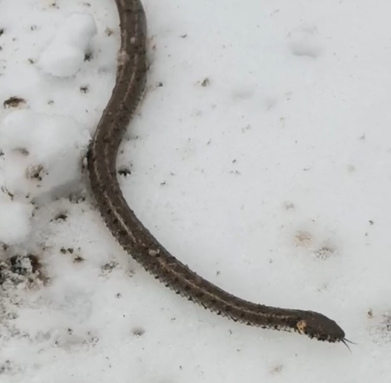 Yüksekova’da su arızası giderilirken 1 metrelik yılan çıktı
