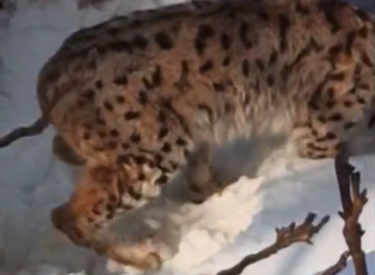 Yüksekova’da yerleşim alanına inen vaşak görüntülendi
