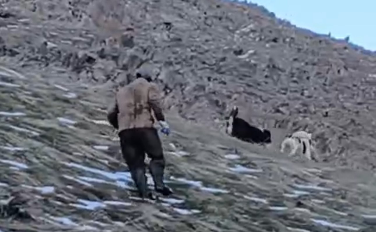 Yüksekova’da yerleşim yerine inen ayıları çoban köpekleri uzaklaştırdı
