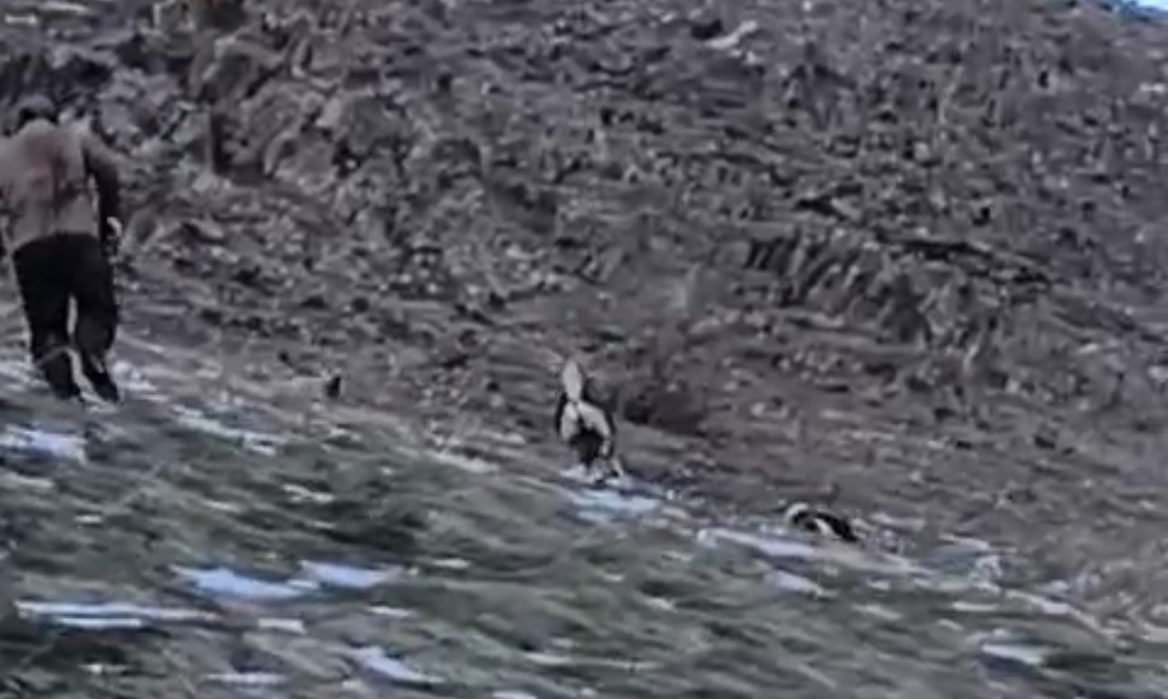 Yüksekova’da yerleşim yerine inen ayıları çoban köpekleri uzaklaştırdı
