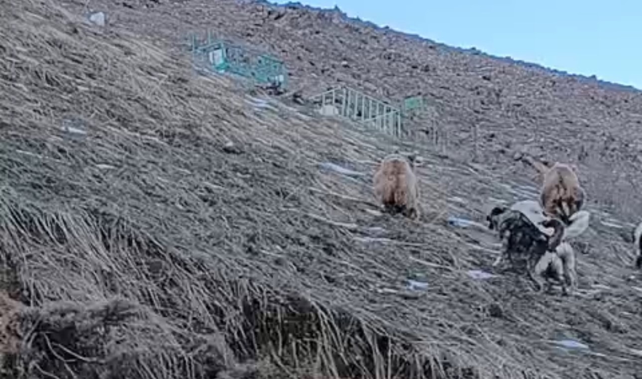 Yüksekova’da yerleşim yerine inen ayıları çoban köpekleri uzaklaştırdı
