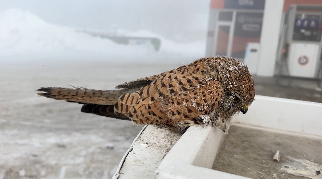 Yüksekova’da yürek burkan manzara: Konduğu yerde dondu
