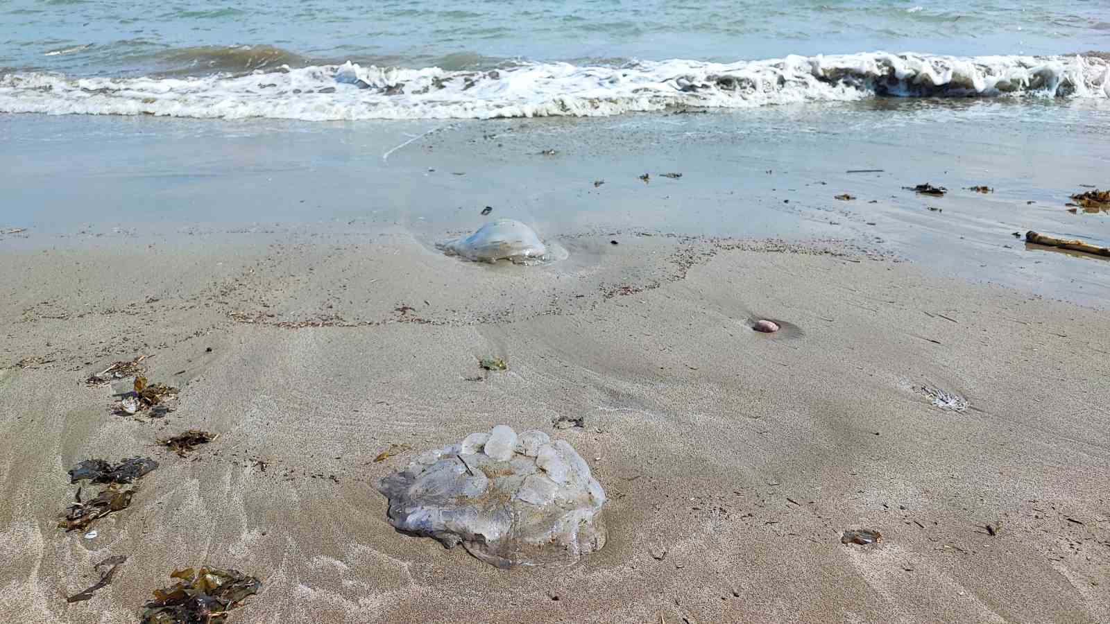 Yumurtalık sahilini denizanaları sardı
