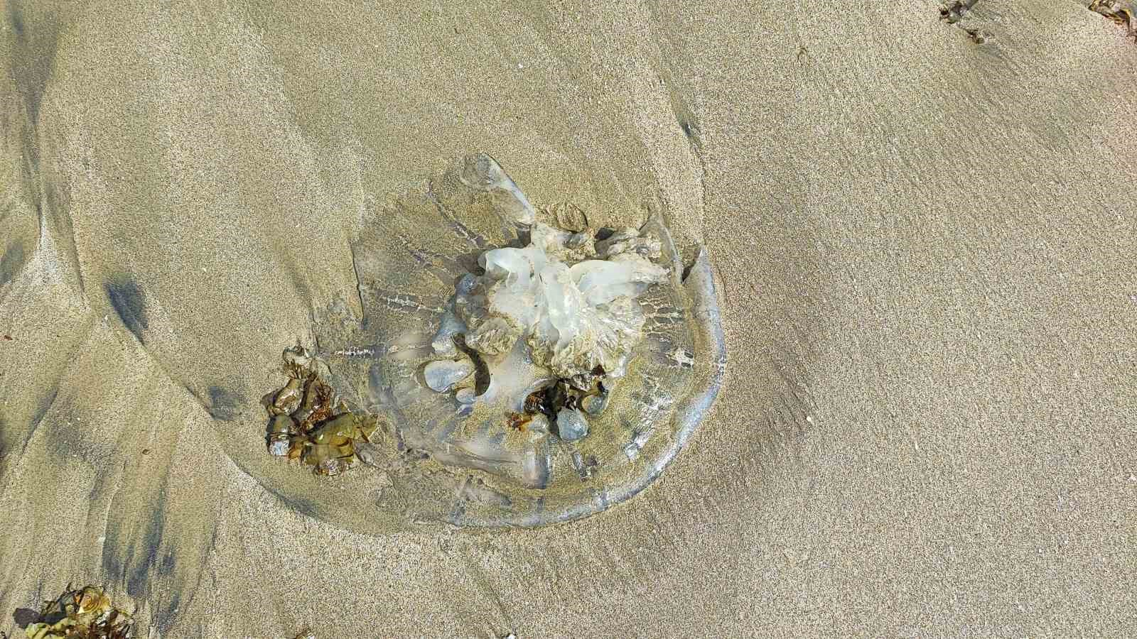 Yumurtalık sahilini denizanaları sardı
