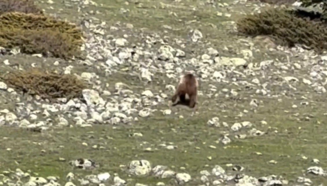 Yürümekte güçlük çeken bozayı ormana böyle ulaşmaya çalıştı
