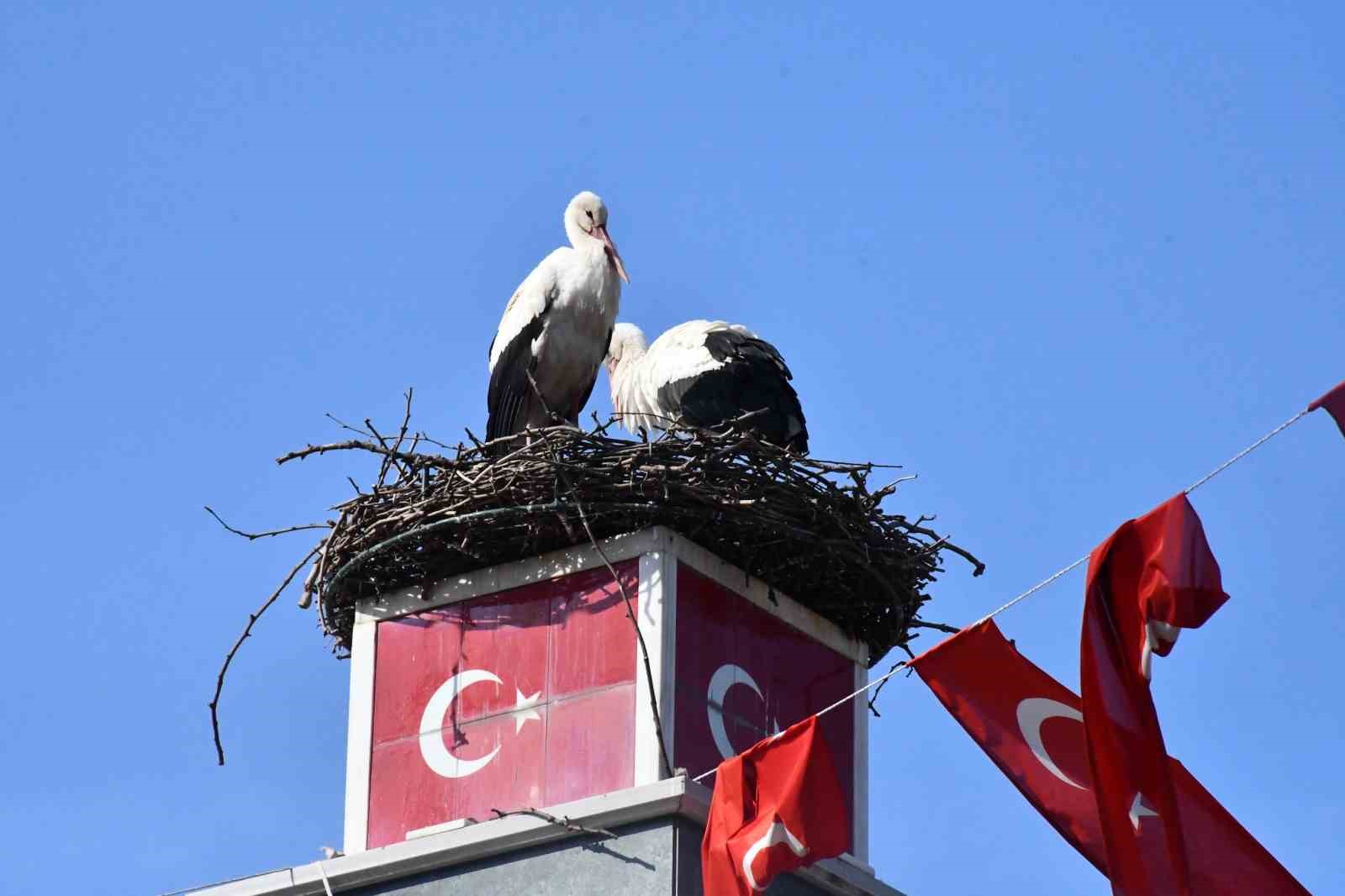 Yuva yapacak alan bulamayan leylekler yeniden İznik’te
