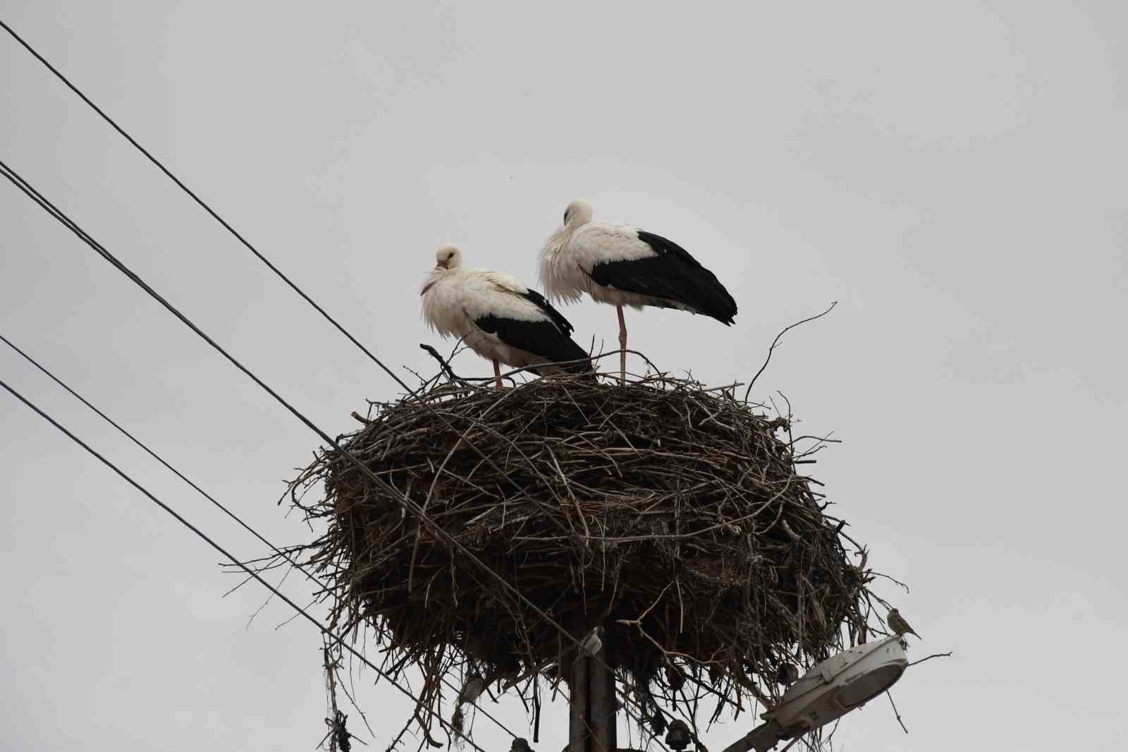 Yuvalarına dönen leylekler Yozgat’ta baharı müjdeledi
