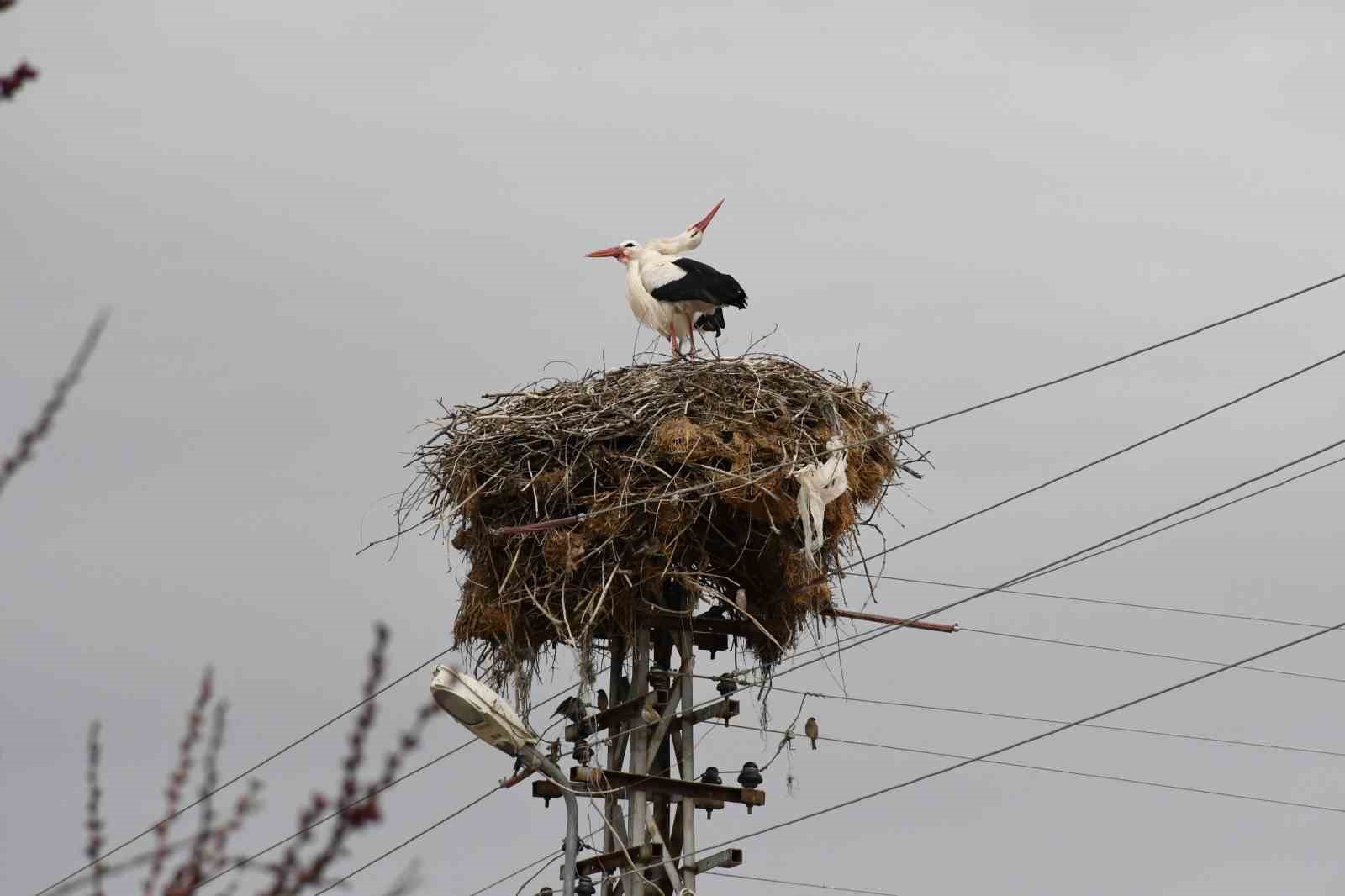 Yuvalarına dönen leylekler Yozgat’ta baharı müjdeledi
