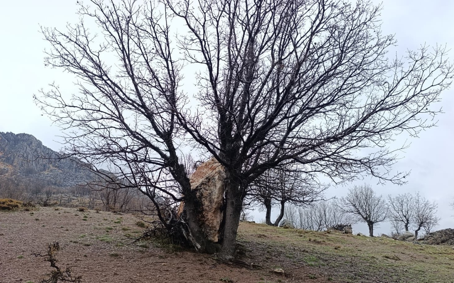 Yuvarlanan kaya parçasını ağaç tuttu
