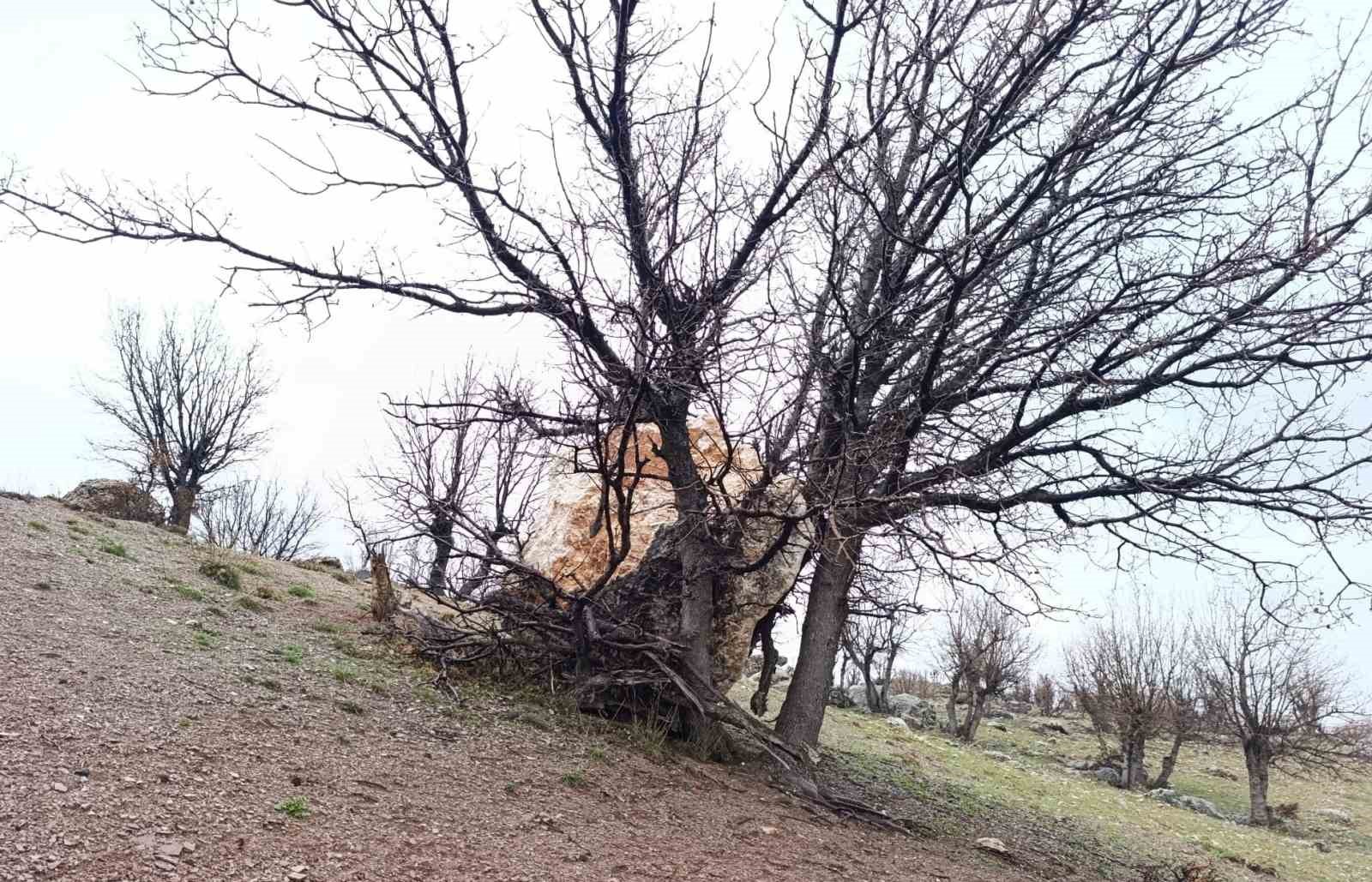 Yuvarlanan kaya parçasını ağaç tuttu

