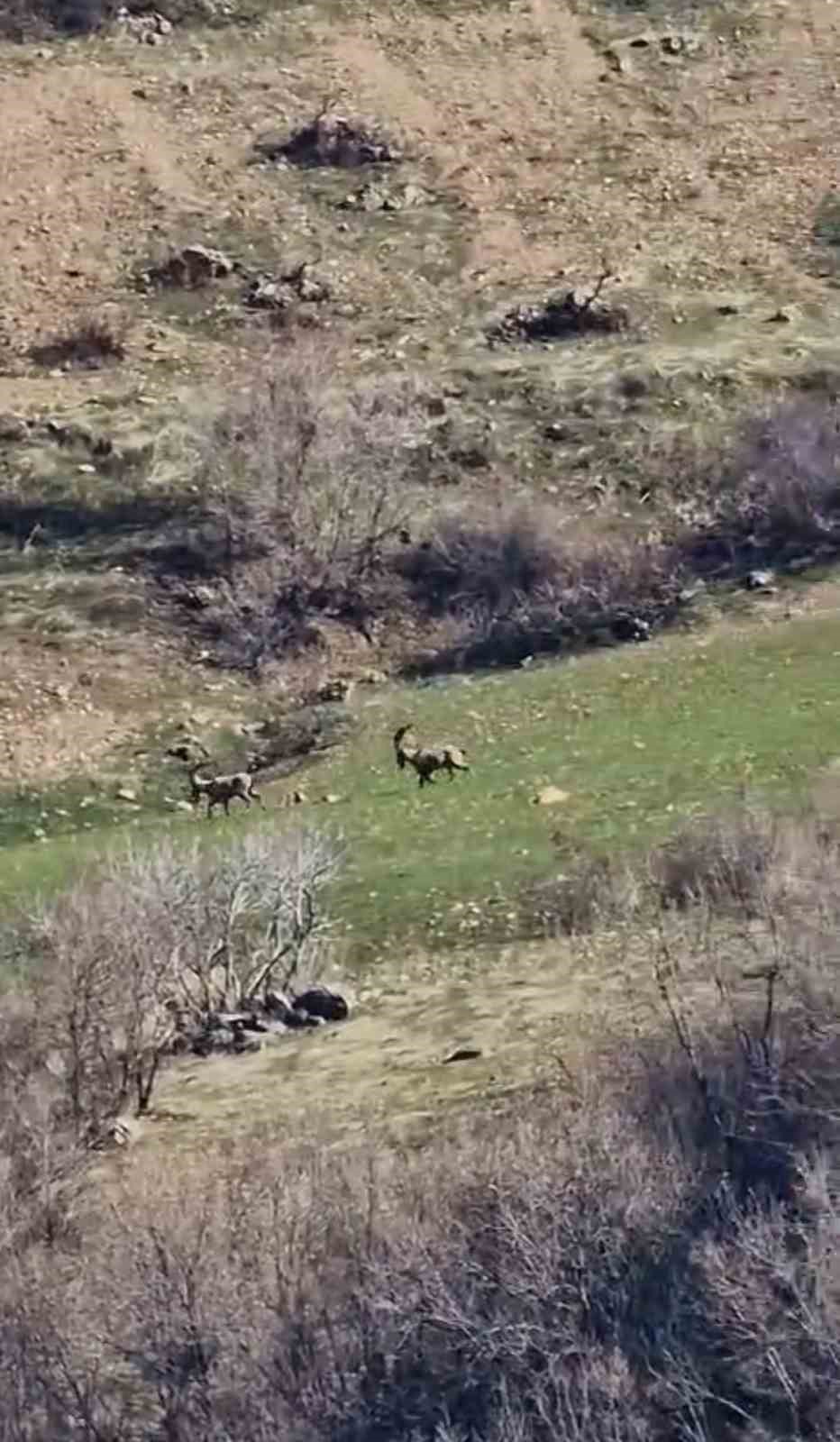 Zarar vermenin cezası 940 bin lira: Diyarbakır’da sürü halinde görüntülendi
