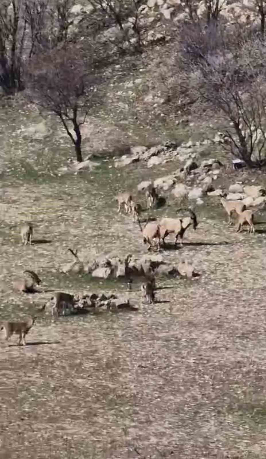 Zarar vermenin cezası 940 bin lira: Diyarbakır’da sürü halinde görüntülendi
