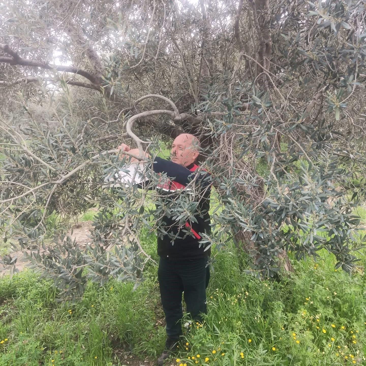 Zararlılara karşı tuzaklar kuruldu
