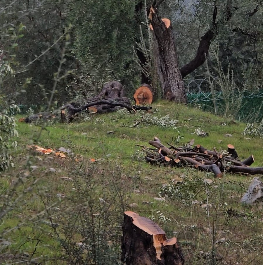 Zeytin ağaçlarını kesen ve görevinden istifa eden CHP’li başkana 36 bin 762 lira para cezası
