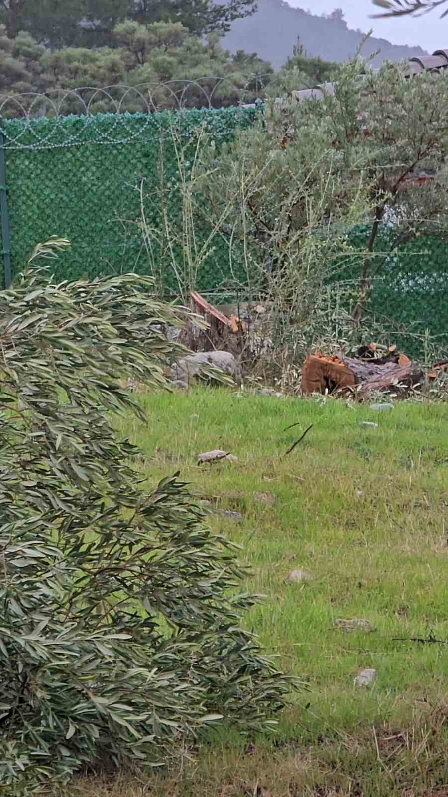 Zeytin ağaçlarını kesen ve görevinden istifa eden CHP’li başkana 36 bin 762 lira para cezası
