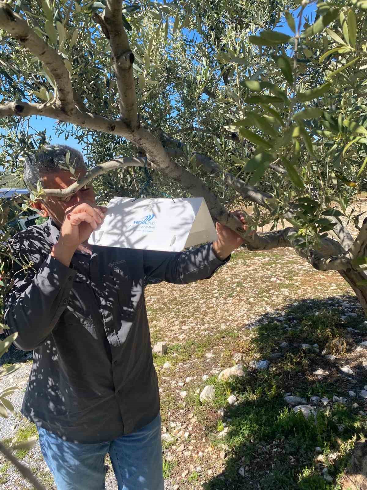 Zeytin güvesine karşı tuzak kurulumları başladı
