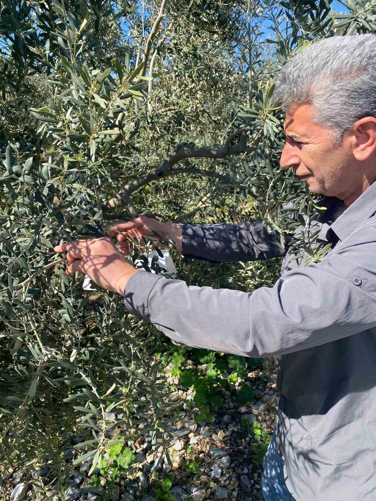 Zeytin güvesine karşı tuzak kurulumları başladı
