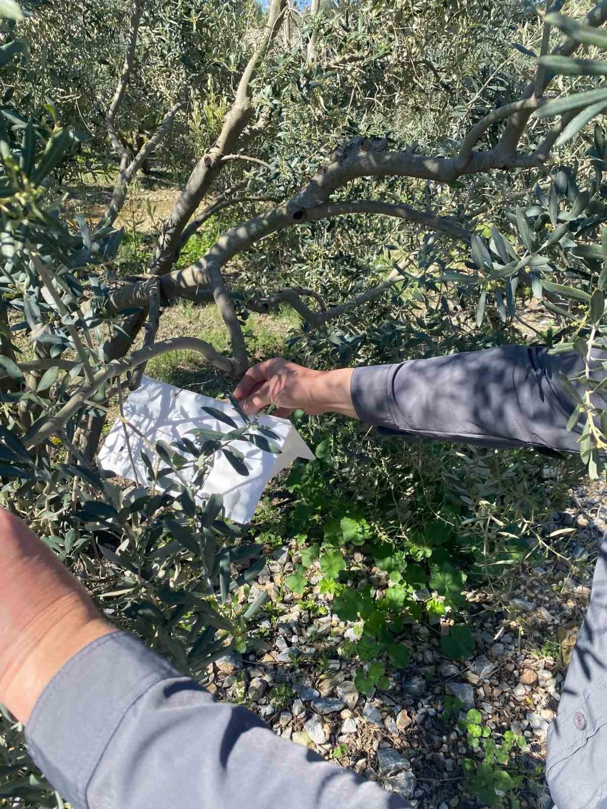 Zeytin güvesine karşı tuzak kurulumları başladı
