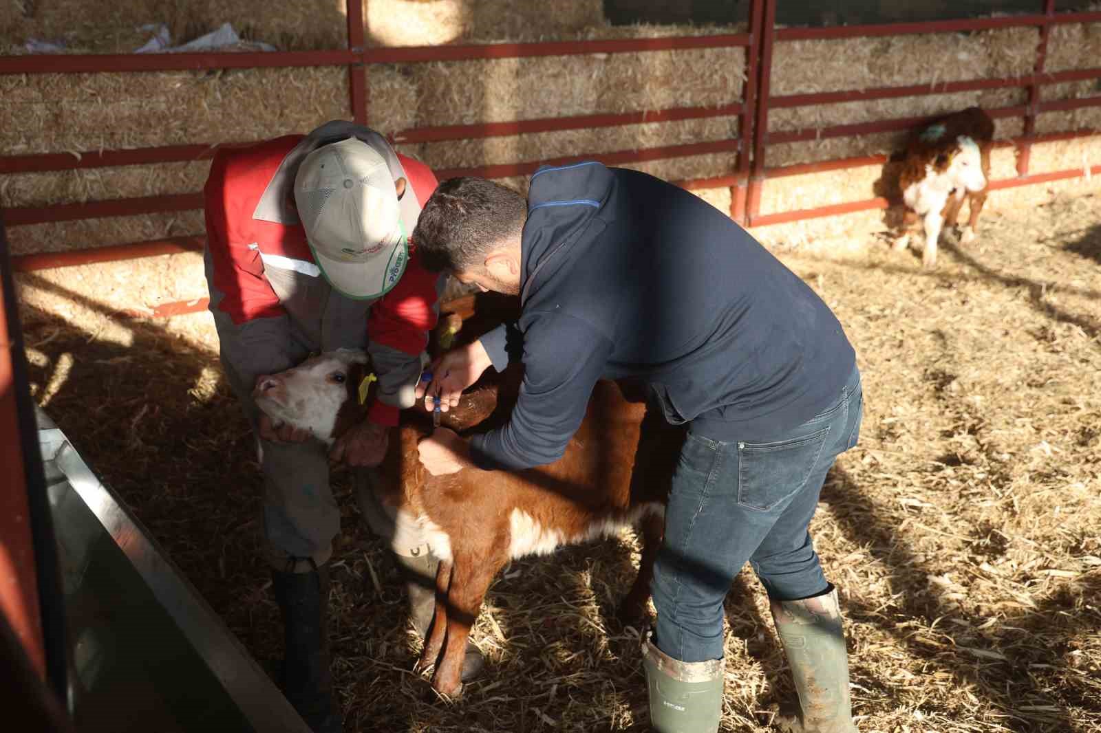Ziraat mühendisliğini bırakarak devlet desteğiyle kurduğu çiftlikte hayvancılığa başladı
