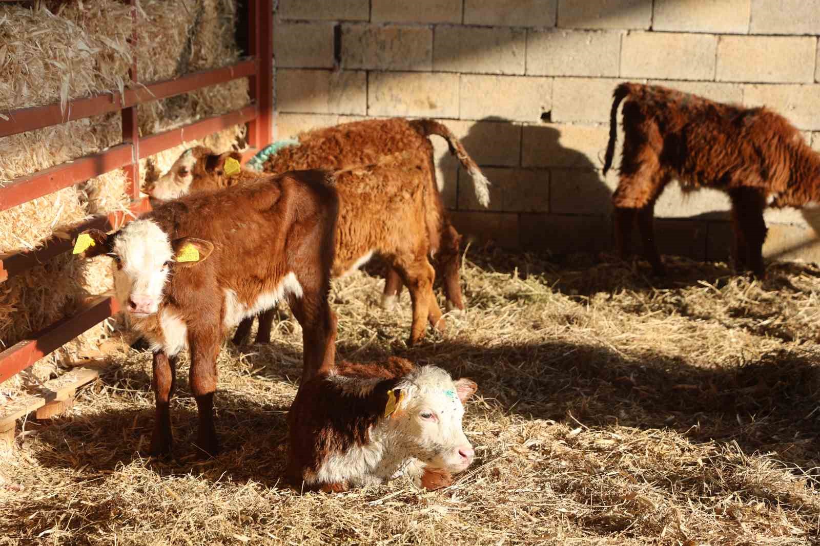 Ziraat mühendisliğini bırakarak devlet desteğiyle kurduğu çiftlikte hayvancılığa başladı
