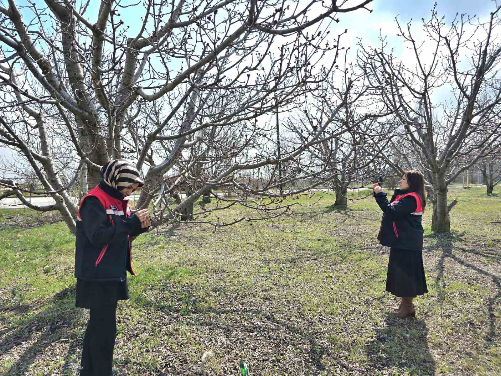 Zirai don uyarısı sonrası hasar tespit çalışması yapıldı
