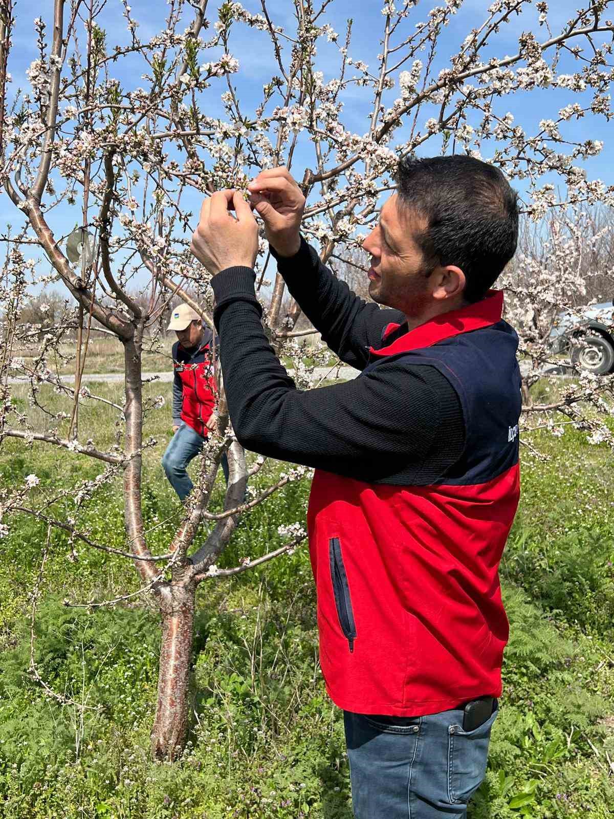 Zirai don uyarısı sonrası hasar tespit çalışması yapıldı
