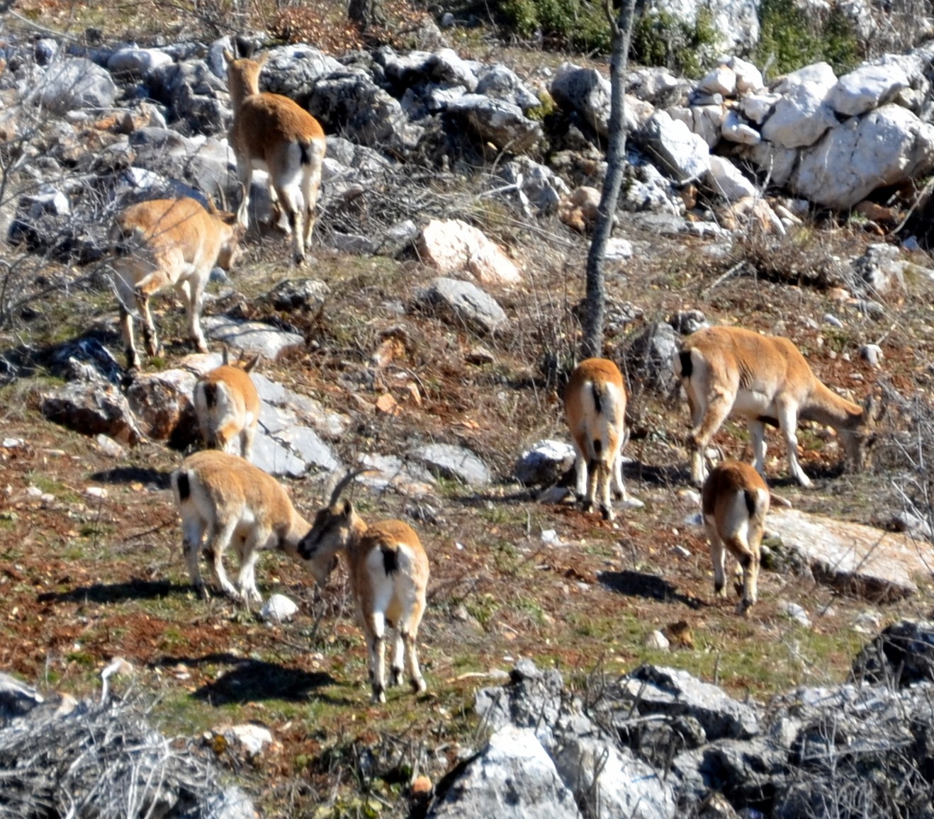 Zirveler karla kaplanınca yaban keçileri yerleşim alanlarına indi

