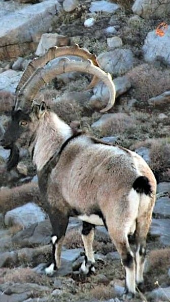 Zirveler karla kaplanınca yaban keçileri yerleşim alanlarına indi
