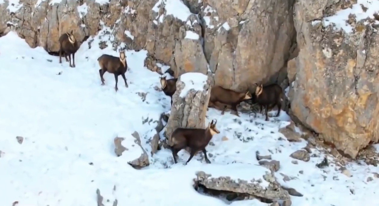 Zirvesi karla kaplı dağda gezinen dağ keçileri havadan görüntülendi
