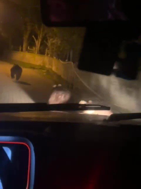 Zonguldak’ta aç kalan ayılar köye indi
