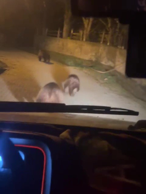 Zonguldak’ta aç kalan ayılar köye indi
