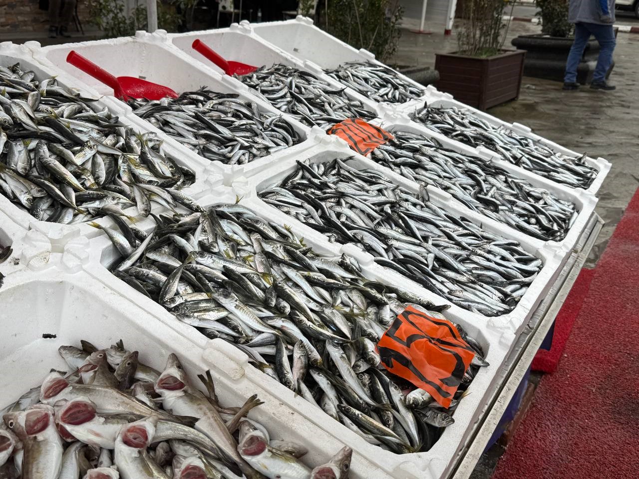 Zonguldak’ta tezgahta hamsinin yerini istavrit ve mezgit alacak
