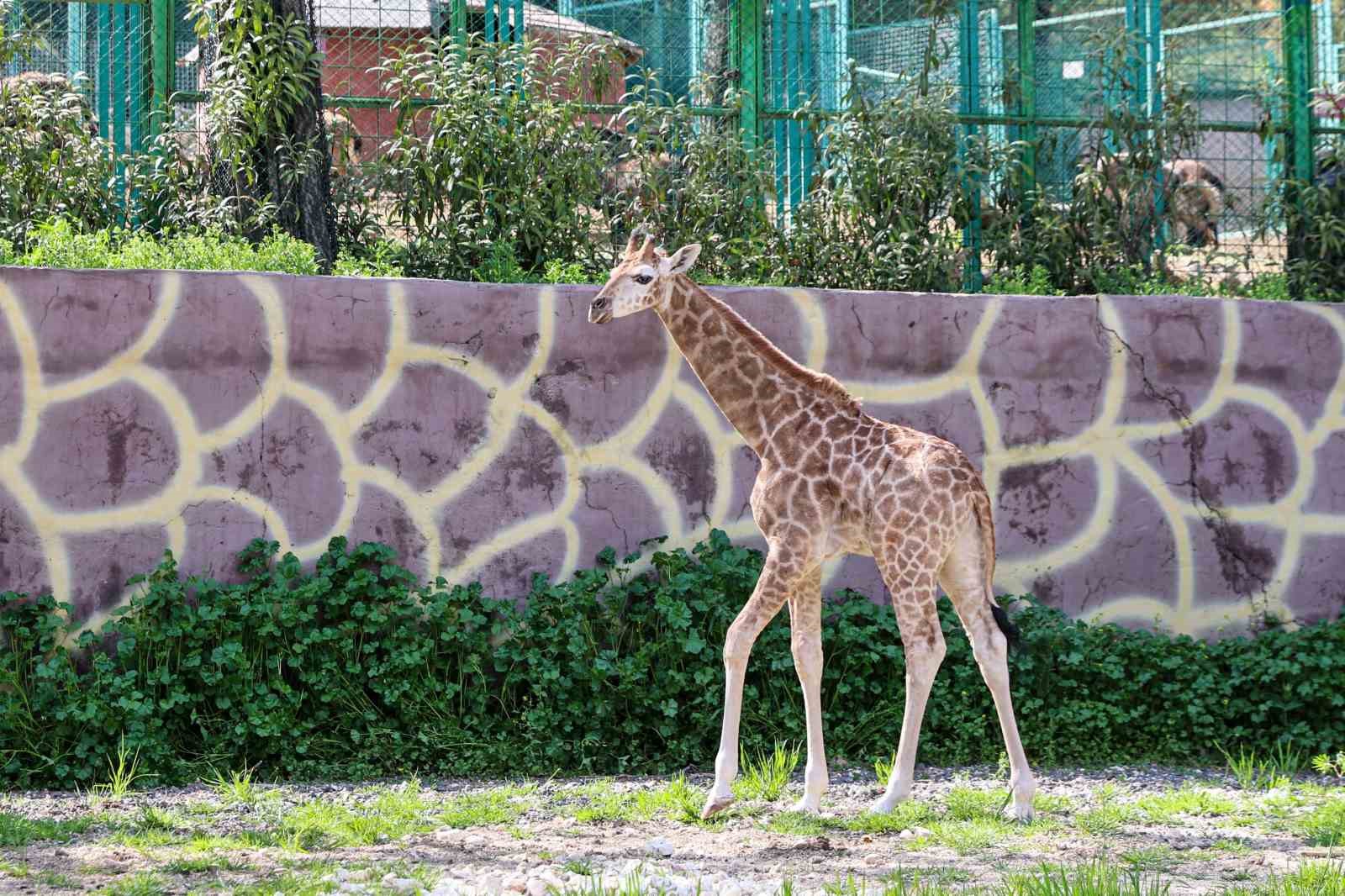 Zürafanın yavrusu yetim doğdu
