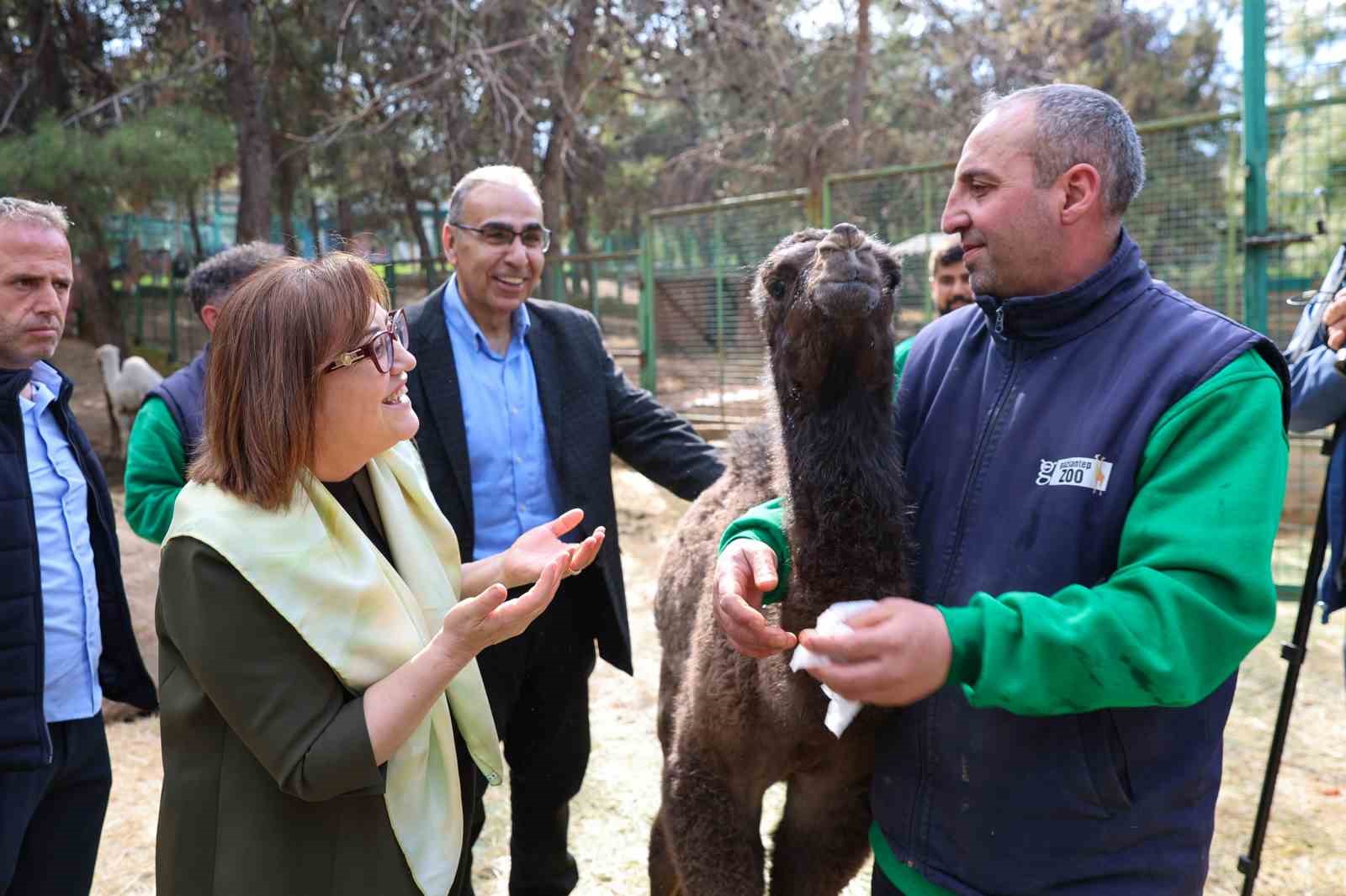 Zürafanın yavrusu yetim doğdu

