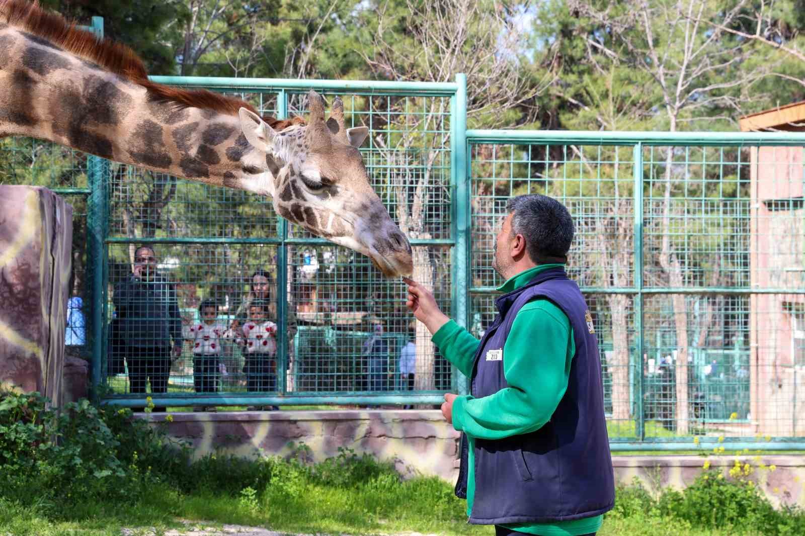 Zürafanın yavrusu yetim doğdu
